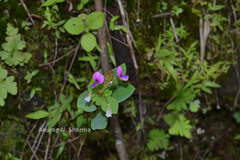 Alysicarpus racemosus